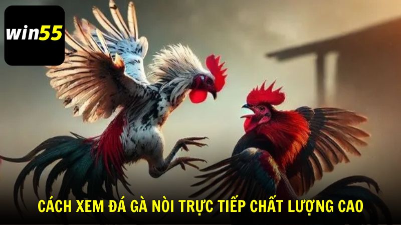 Hướng dẫn cách xem đá gà nòi trực tiếp chất lượng cao