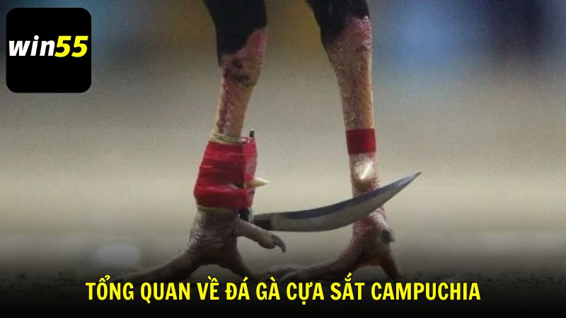 Tổng quan về đá gà cựa sắt Campuchia mới nhất