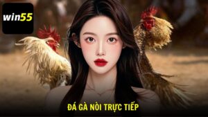 Đá Gà Nòi Trực Tiếp Trải Nghiệm Đấu Trường Gà Chọi Sôi Động