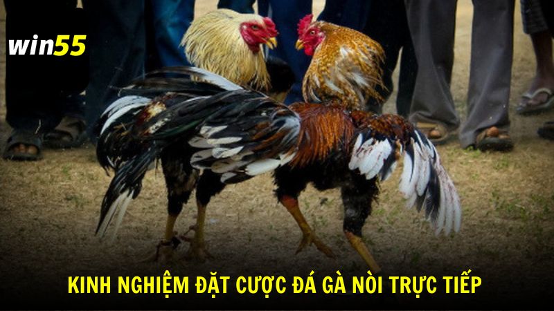 Kinh nghiệm theo dõi và đặt cược đá gà nòi trực tiếp tại Win55