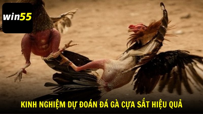 Kinh nghiệm chơi và theo dõi đá gà cựa sắt hiệu quả