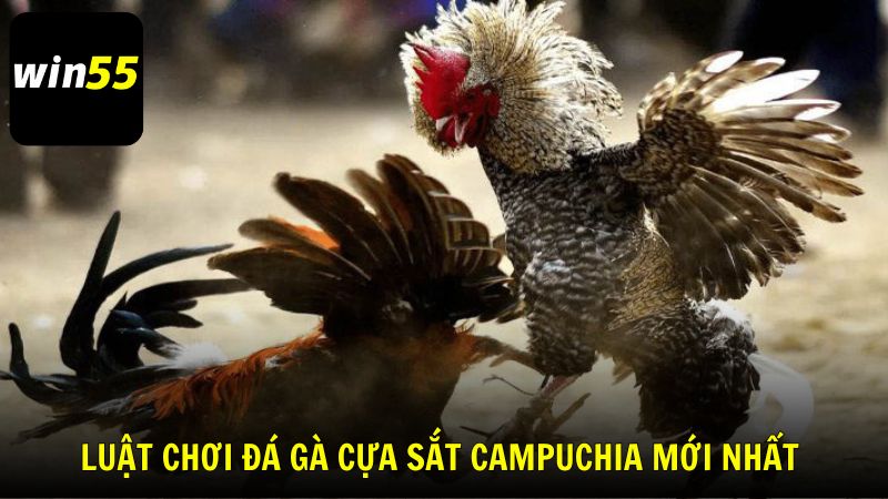 Luật chơi và hình thức tổ chức đá gà cựa sắt Campuchia mới nhất