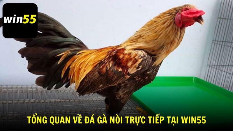 Tổng quan về đá gà nòi trực tiếp tại Win55