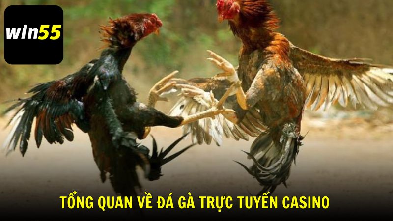 Thông tin tổng quan về Đá gà trực tuyến casino