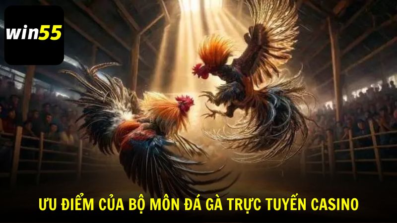 Ưu điểm của bộ môn đá gà trực tuyến casino