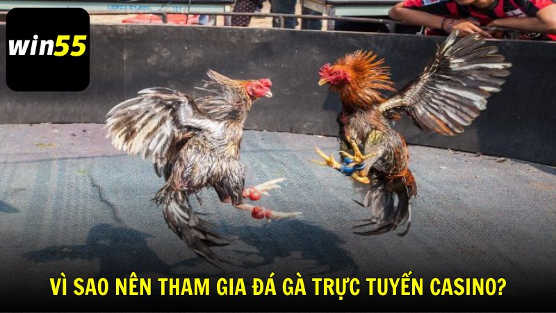 Tổng hợp lý do vì sao nên tham gia đá gà trực tuyến casino