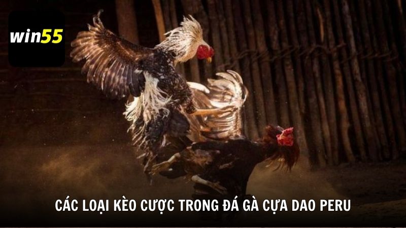 Các loại kèo cược trong đá gà cựa dao Peru