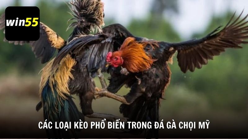 Các loại kèo phổ biến trong đá gà chọi Mỹ