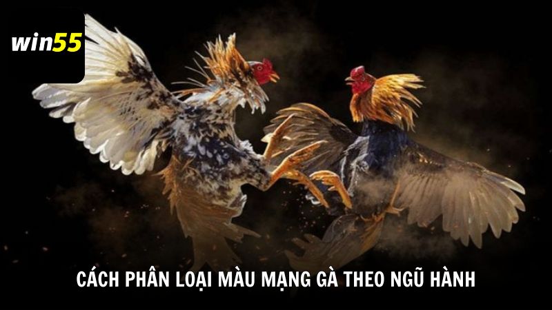 Cách phân loại màu mạng gà theo ngũ hành từ Win55
