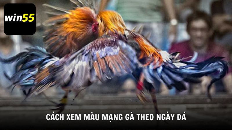 Cách xem màu mạng gà theo ngày đá cùng Win55