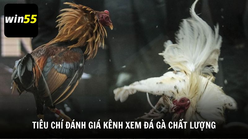 Các tiêu chí đánh giá một kênh xem đá gà trực tiếp chất lượng