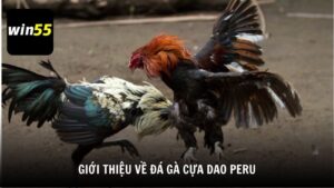 Giới thiệu về đá gà cựa dao Peru