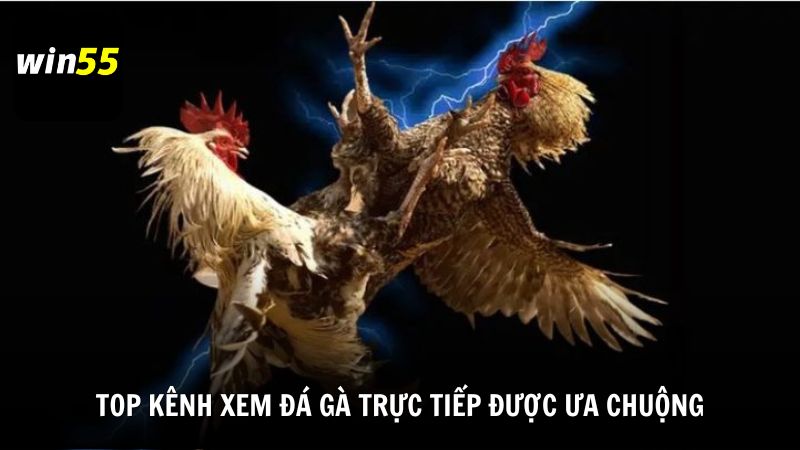 Top kênh xem đá gà trực tiếp được ưa chuộng hiện nay