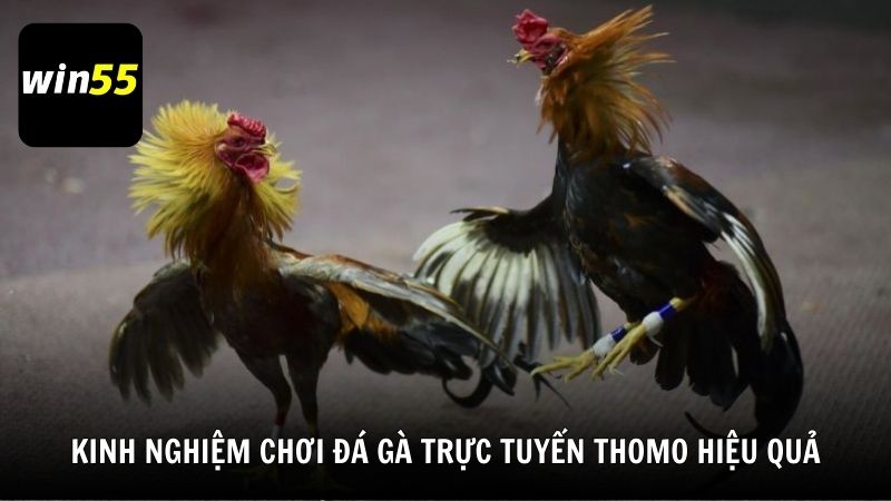 Kinh nghiệm chơi đá gà trực tuyến Thomo hiệu quả
