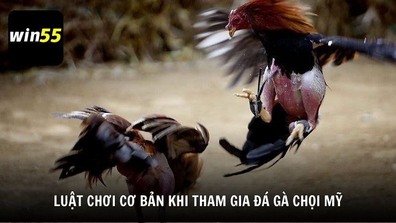 Luật chơi cơ bản khi tham gia đá gà chọi Mỹ
