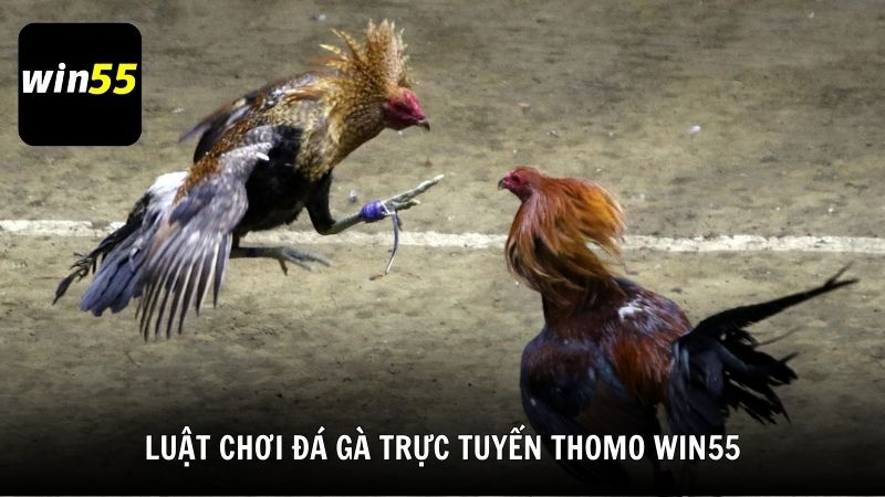 Luật chơi cơ bản trong đá gà trực tuyến Thomo Win55