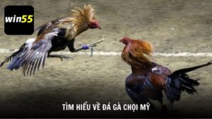 Tìm hiểu về đá gà chọi Mỹ