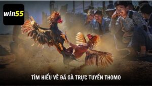 Tìm hiểu về đá gà trực tuyến Thomo
