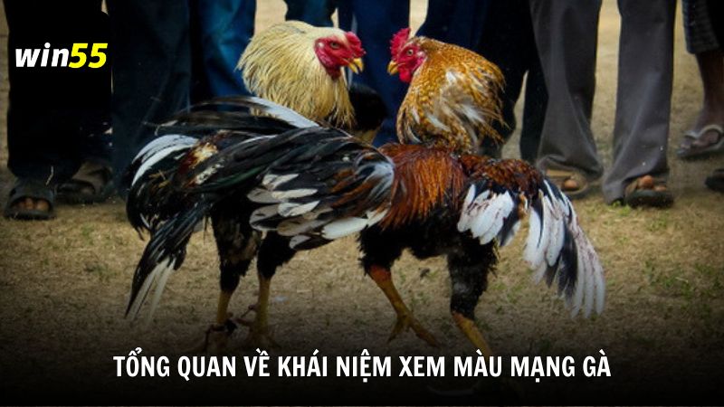 Tổng quan về khái niệm xem màu mạng gà