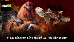 Vì sao nên lựa chọn kênh xem đá gà trực tiếp uy tín?