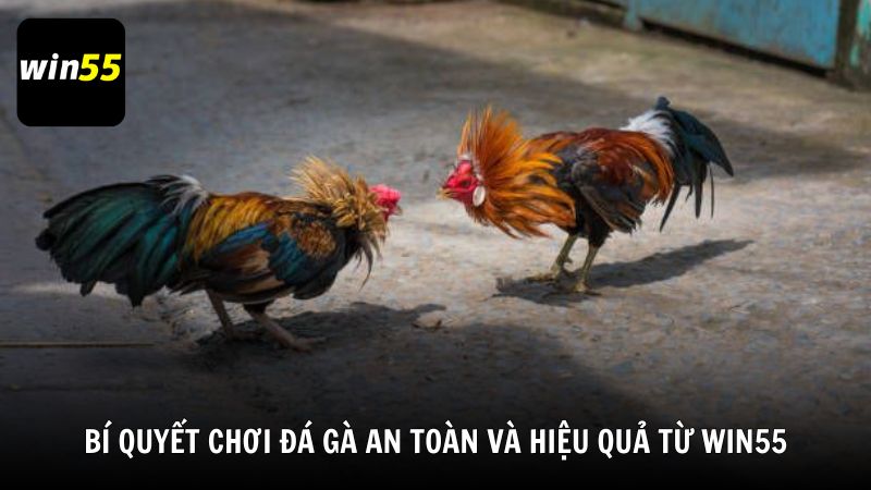 Bí quyết chơi đá gà an toàn và hiệu quả từ Win55