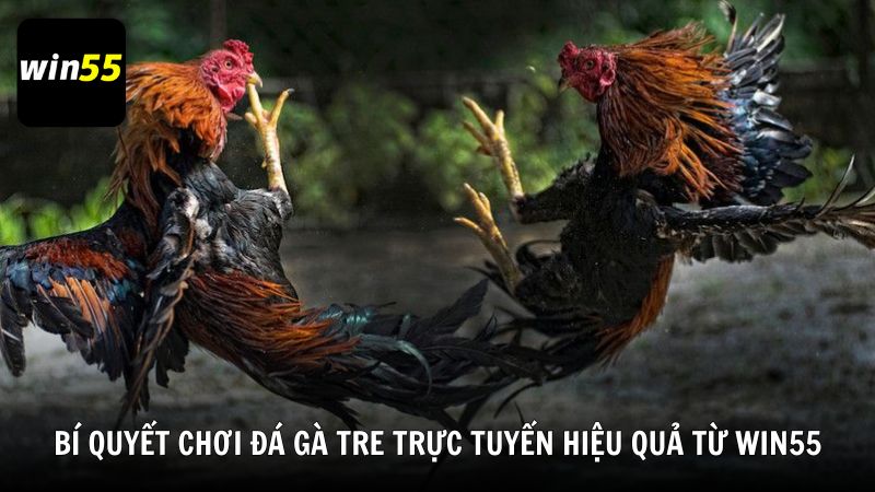Bí quyết chơi đá gà tre trực tuyến hiệu quả từ Win55