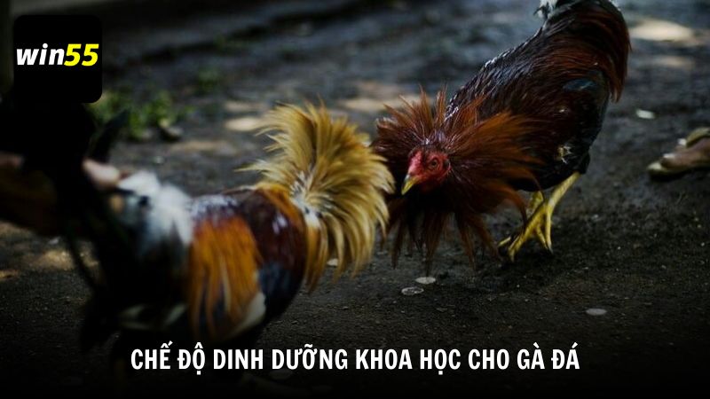Chế độ dinh dưỡng khoa học là cách nuôi gà đá có lực hiệu quả