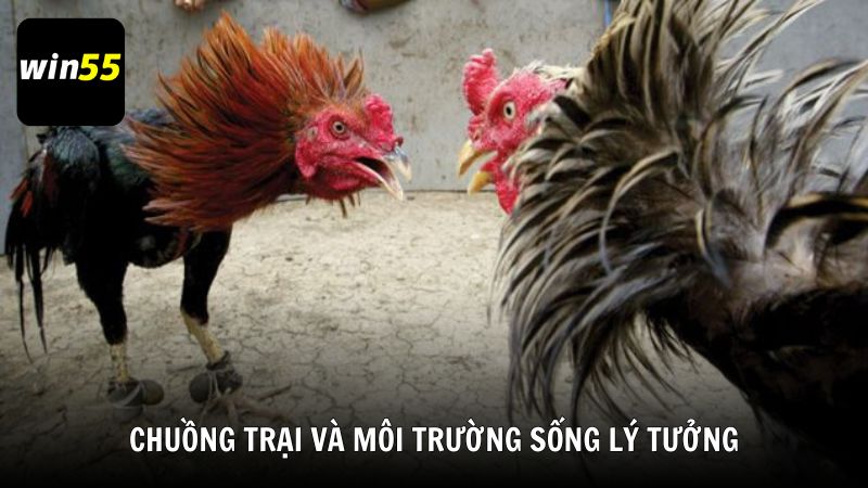 Cách nuôi gà đá có lực với chuồng trại và môi trường sống lý tưởng