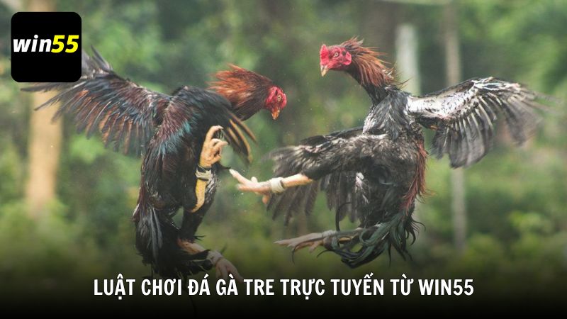 Luật chơi đá gà tre trực tuyến từ Win55