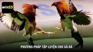 Phương pháp tập luyện cho gà đá