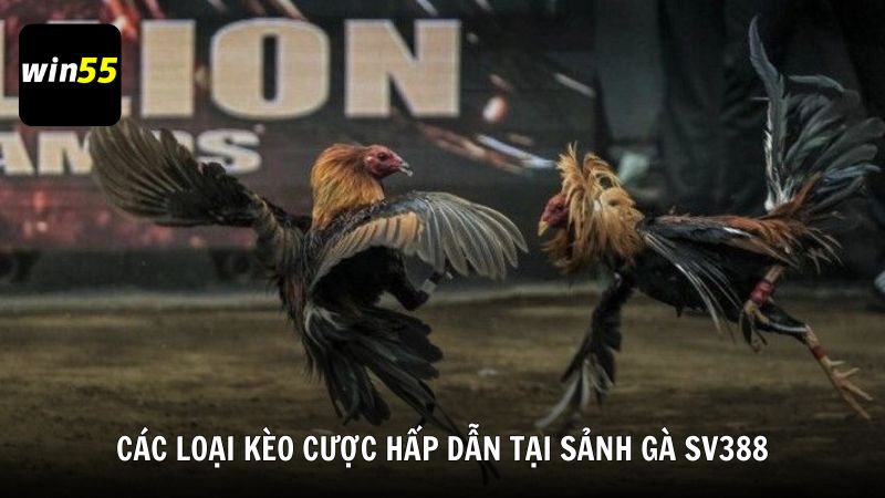 Các loại kèo cược hấp dẫn tại sảnh gà SV388