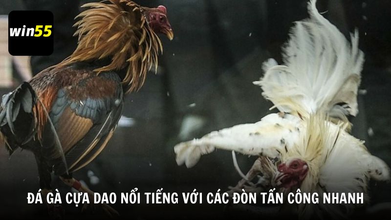 Đá gà cựa dao nổi tiếng với các đòn tấn công nhanh, mạnh và bất ngờ