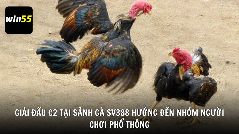 Giải đấu C2 tại sảnh gà SV388 hướng đến nhóm người chơi phổ thông