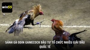 Sảnh gà Odin Gamecock đầu tư tổ chức nhiều giải đấu quốc tế