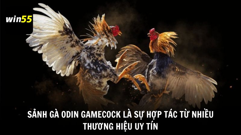 Sảnh gà Odin Gamecock là sự hợp tác từ nhiều thương hiệu uy tín