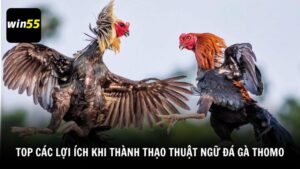 Top các lợi ích khi thành thạo thuật ngữ đá gà Thomo