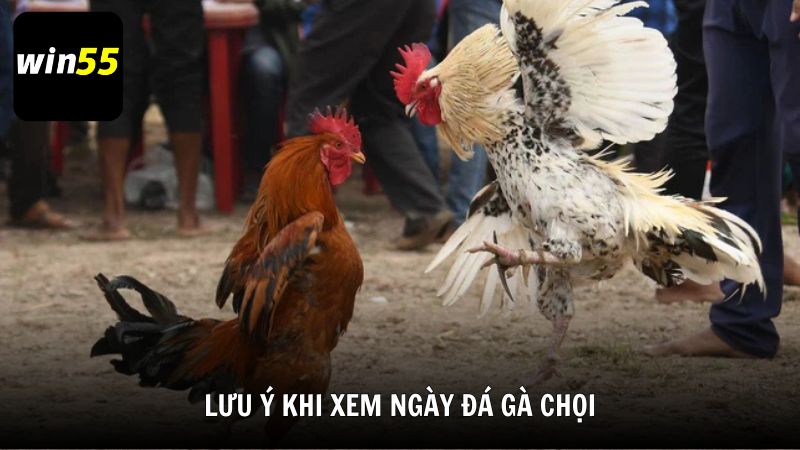 Lưu ý khi xem ngày đá gà chọi