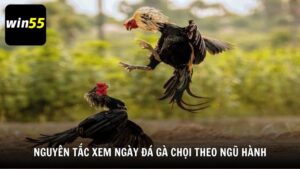 Các nguyên tắc xem ngày đá gà chọi theo ngũ hành