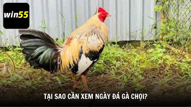 Tại sao cần xem ngày đá gà chọi?